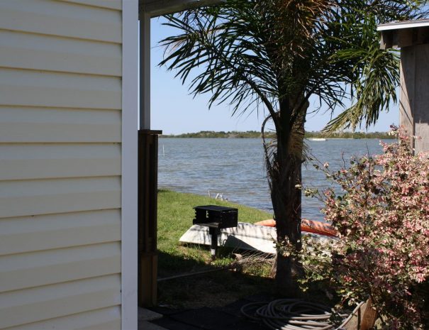Snook-36676187