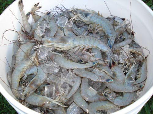 http://s435800050.onlinehome.us/wp-content/uploads/2020/05/bucket-of-shrimp.jpg