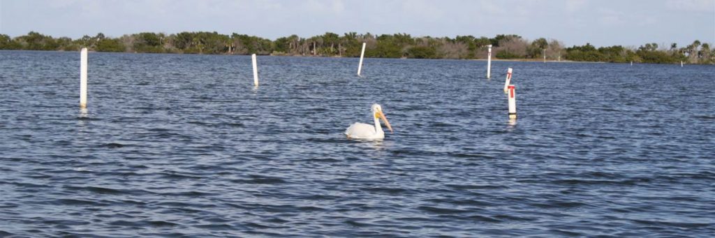 White Pelican